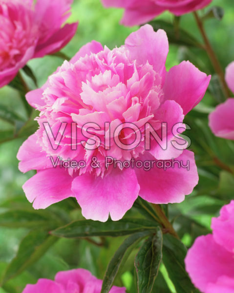 Paeonia Bouquet Perfect