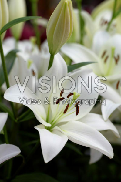Lilium White Sound Lilium White Sound
