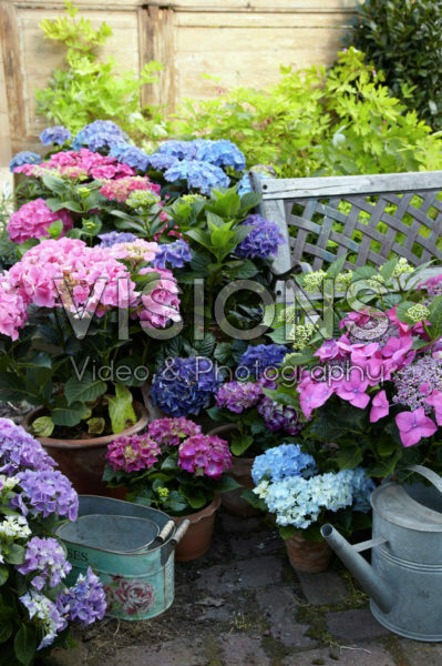 Hydrangea collectie