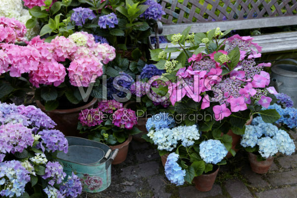 Hydrangea collectie