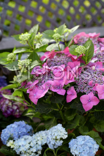 Hydrangea pink