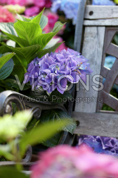 Hydrangea blauw