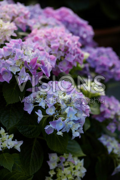 Hydrangea