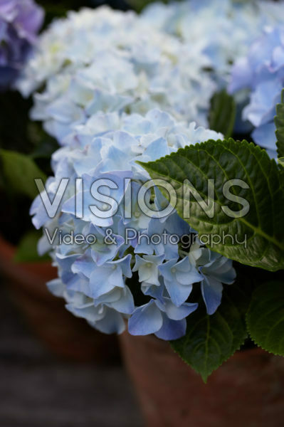 Hydrangea blauw