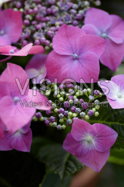 Hydrangea pink