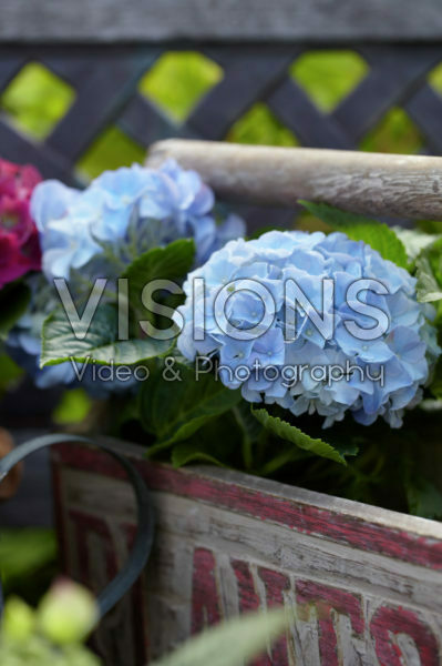 Hydrangea blauw