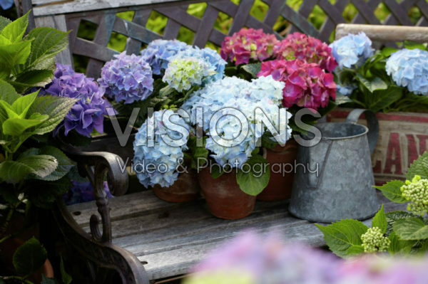 Hydrangea collection