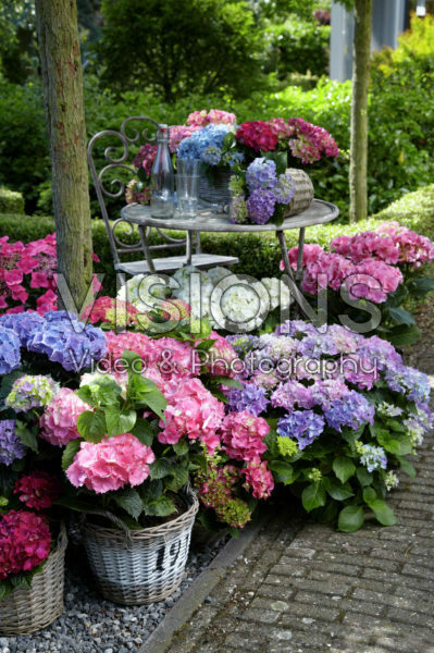 Hydrangea collectie