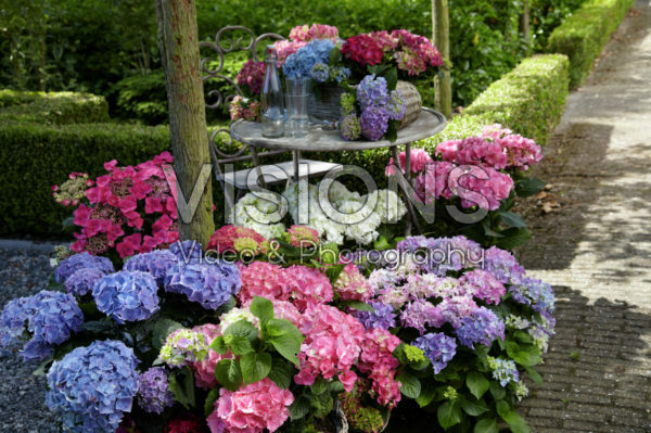 Hydrangea collectie