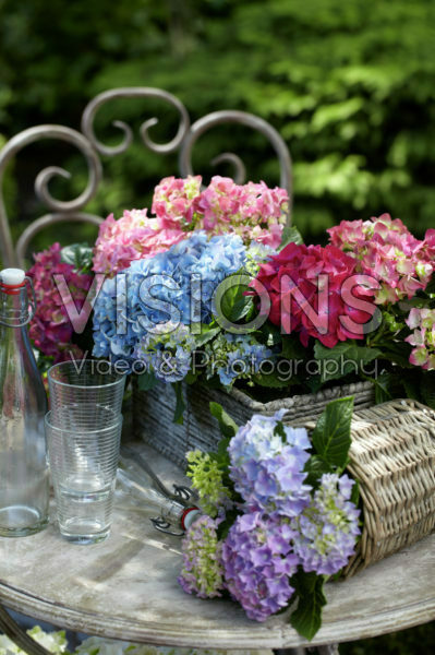 Hydrangea collectie