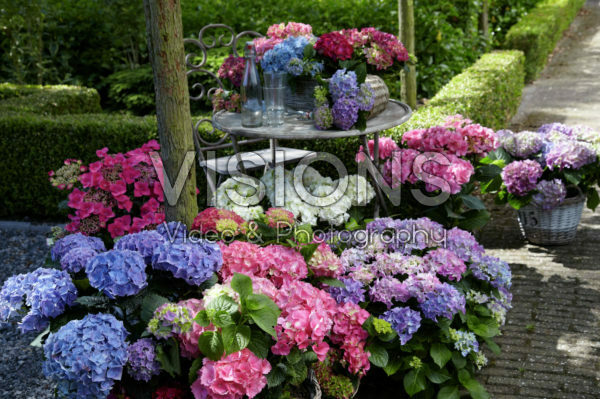 Hydrangea collectie