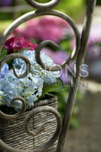 Hydrangea blauw