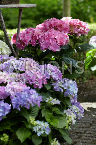 Hydrangea pink