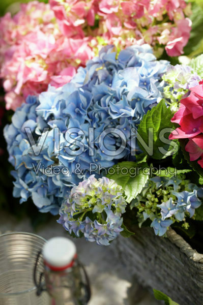 Hydrangea blauw