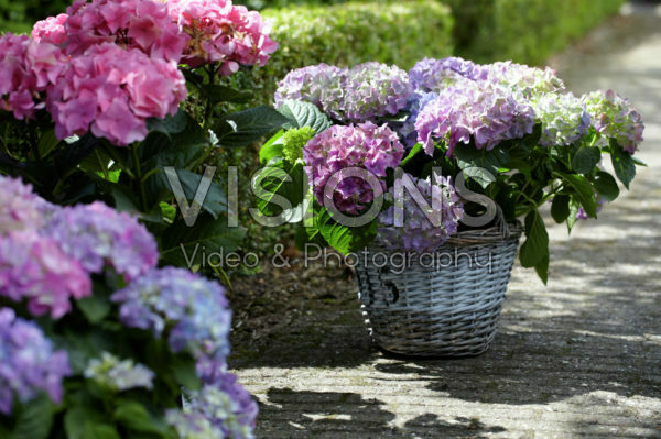 Hydrangea blauw