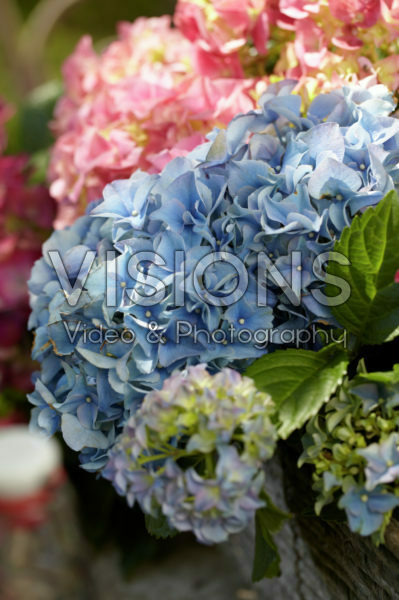 Hydrangea blauw