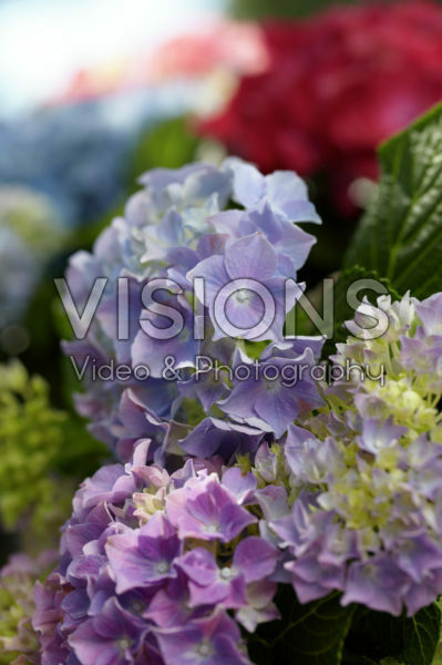 Hydrangea blauw