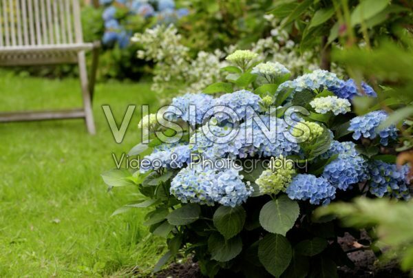 Hydrangea Magical ® Revolution