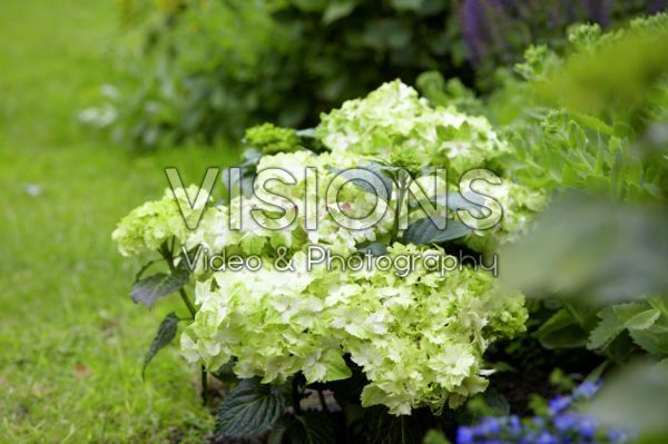 Hydrangea Magical ® Jade