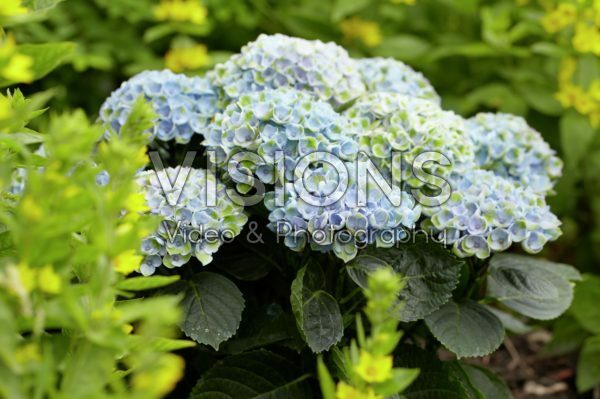 Hydrangea Magical ® Revolution