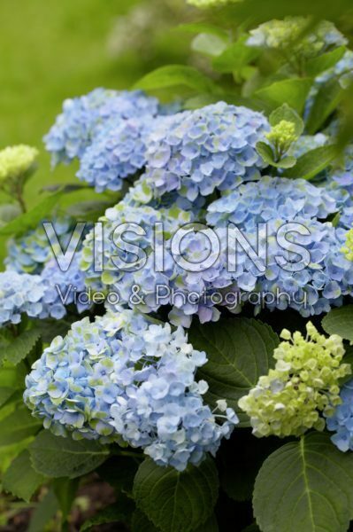 Hydrangea Magical ® Revolution Hydrangea Magical ® Revolution