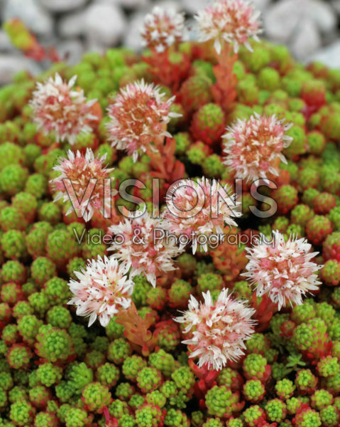Sedum lydium Sedum lydium