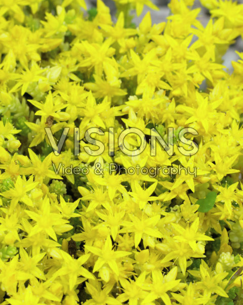 Sedum acre Yellow Queen Sedum acre Yellow Queen