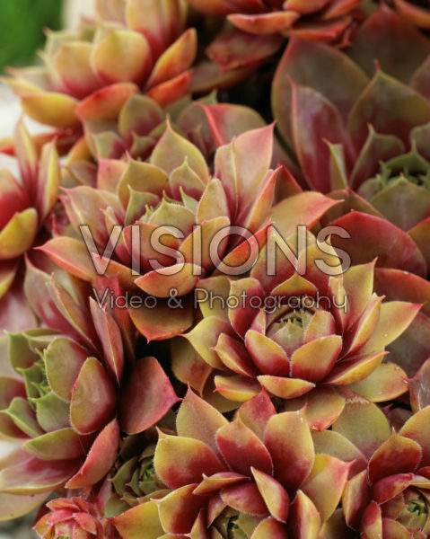 Sempervivum marmoreum Rubrifolium Sempervivum marmoreum Rubrifolium