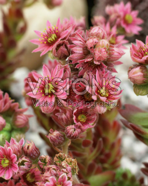 Sempervivum