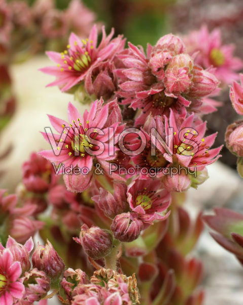 Sempervivum Sempervivum