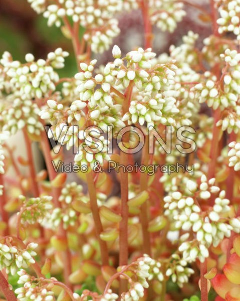 Sedum laconicum