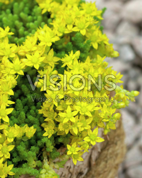 Sedum acre Minus Sedum acre Minus