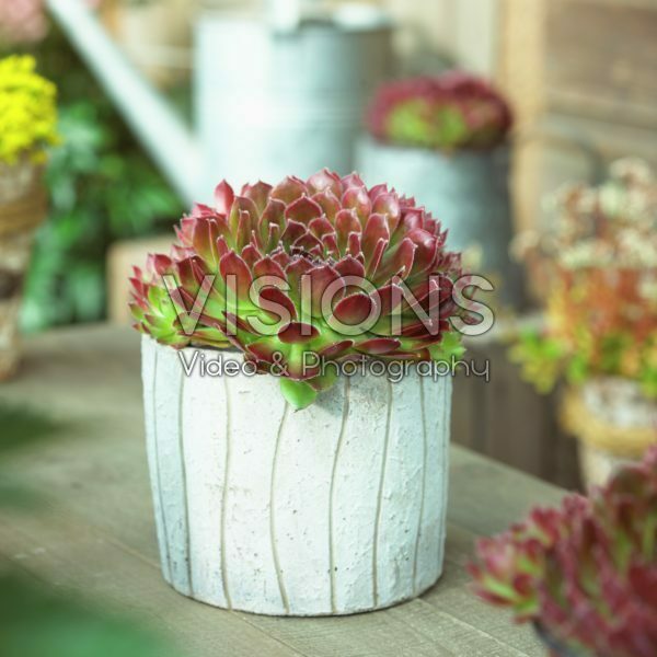 Sempervivum Commander Hay Sempervivum Commander Hay