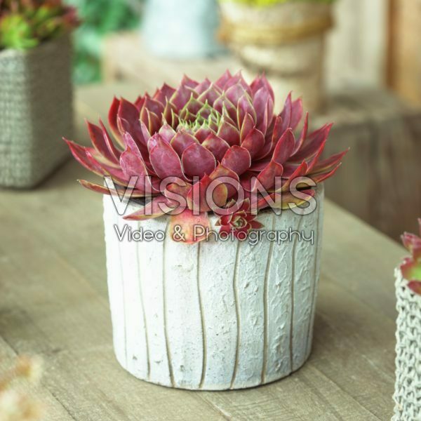 Sempervivum Lipari Sempervivum Lipari