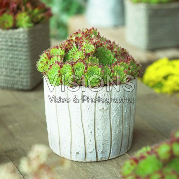 Sempervivum Ornatum Sempervivum Ornatum