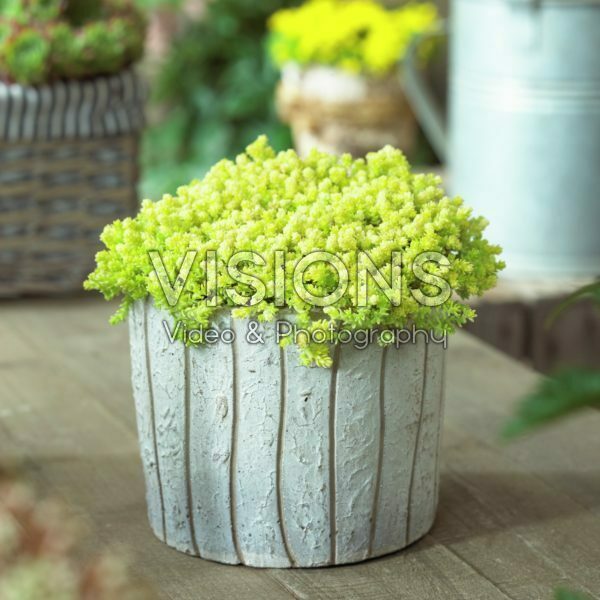 Sedum acre Yellow Queen Sedum acre Yellow Queen