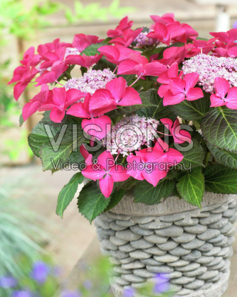 Hydrangea Dark Angel