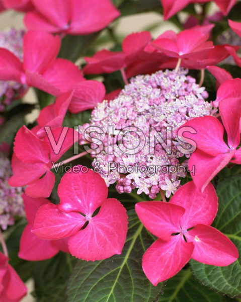 Hydrangea Dark Angel