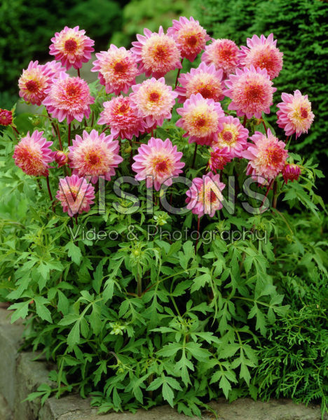 Dahlia Lambada Dahlia Lambada