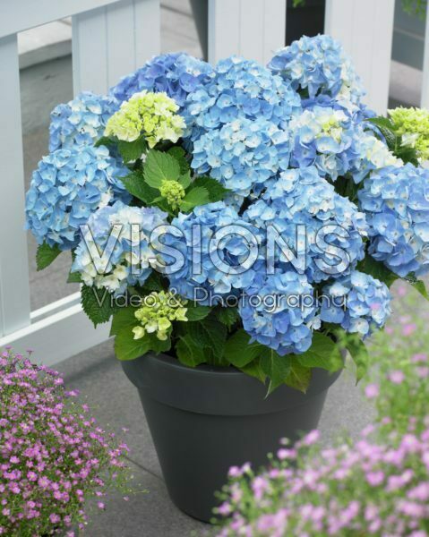 Hydrangea macrophylla Flair&Flavours® Minty Ice