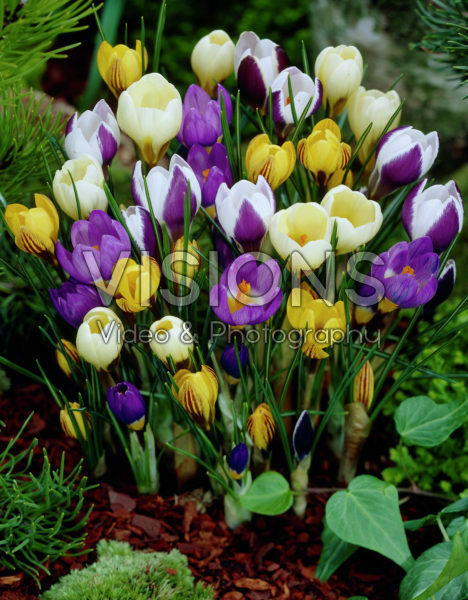 Crocus botanical mixed