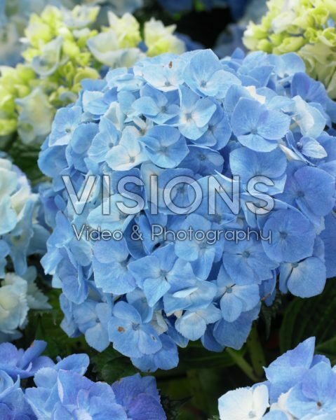 Hydrangea macrophylla Flair&Flavours® Minty Ice