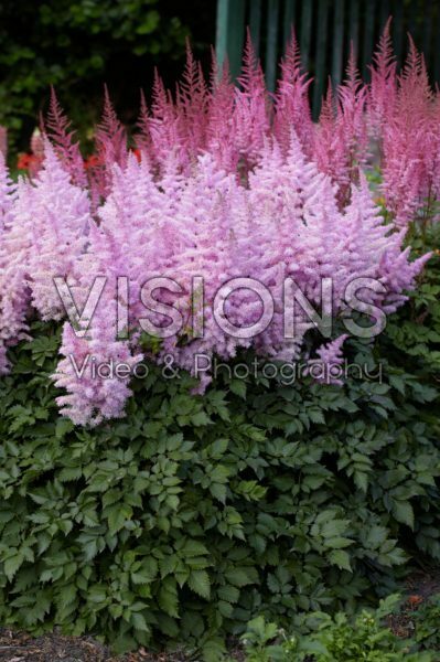 Astilbe Ice Cream Astilbe Ice Cream