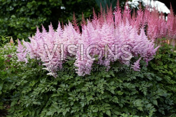Astilbe Ice Cream Astilbe Ice Cream