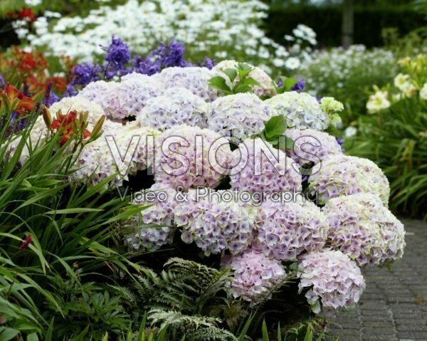 Hydrangea Magical ® Ocean