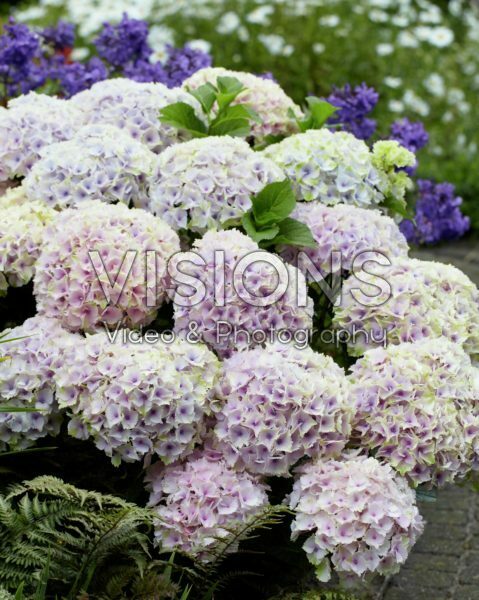 Hydrangea Magical ® Ocean