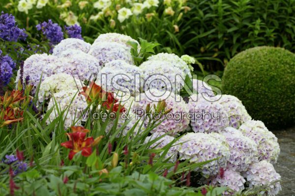 Hydrangea Magical ® Ocean