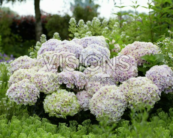 Hydrangea Magical ® Ocean