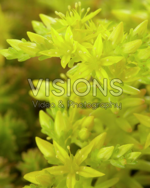 Sedum sexangulare Sedum sexangulare