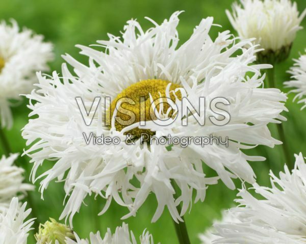 Leucanthemum Shapcott Ruffles Leucanthemum Shapcott Ruffles